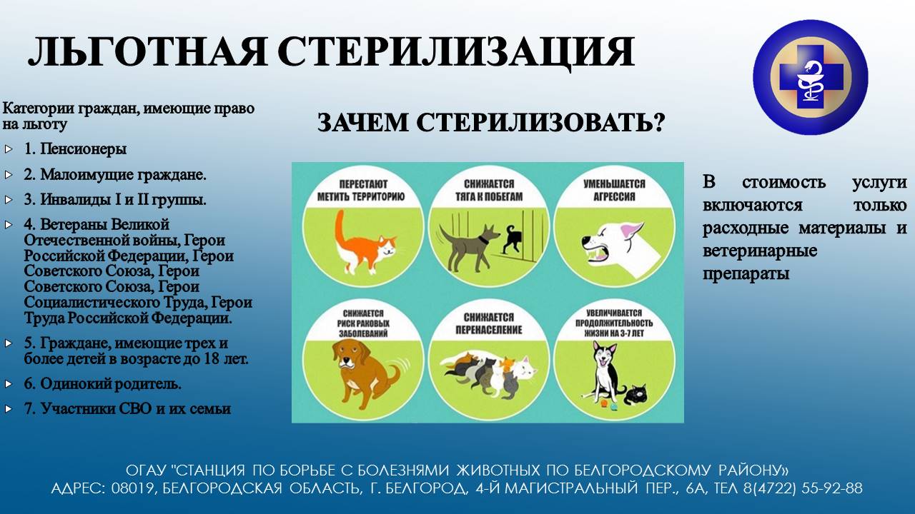 Программа ОСВВ (Отлов - Стерилизация - Вакцинация - Возврат).